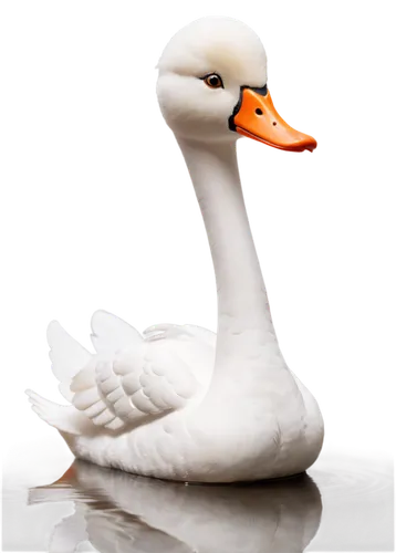 gooseander,cayuga duck,snow goose,cygnet,tundra swan,swan,goose,ornamental duck,trumpeter swan,swan cub,brahminy duck,greylag goose,white swan,nile goose,swan boat,the head of the swan,young swan,duck,female duck,young goose,Unique,3D,Clay