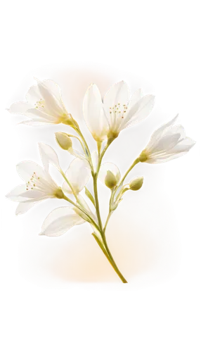 flowers png,zephyranthes,wood daisy background,flower background,linanthus,white cosmos,ornithogalum umbellatum,cherokee rose,white lily,tuberose,ornithogalum,white flower,delicate white flower,white plumeria,madonna lily,flower wallpaper,garden star of bethlehem,stamens,chrysanthemum background,stamen,Photography,Documentary Photography,Documentary Photography 27