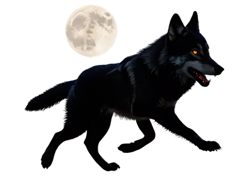 blackwolf,constellation wolf,werewolve,lycanthropy,werewolves,lycanthrope,howling wolf,werewolf,black shepherd,werwolf,lycanthropes,lycan,fenrir,wolfsangel,wolfen,hellhound,gray wolf,loup,european wolf,barghest,Photography,Fashion Photography,Fashion Photography 10