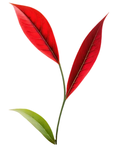 anthurium,red flower,tulip background,red leaf,flowers png,flower background,red petals,heliconia,spring leaf background,red gift,flower wallpaper,red tulips,red leaves,red flowers,on a red background,leaf background,red background,red magnolia,red carnation,rose leaf,Art,Artistic Painting,Artistic Painting 32