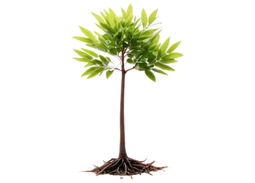 metasequoia,resprout,flourishing tree,darwinia,small tree,petiole,gymnosperm,seedling,sapling,asparagaceae,hostplant,cyperus,dwarf tree,bierenbaum,kerschbaum,pokok,resprouting,apfelbaum,photosynthetic,palm tree vector,Photography,Black and white photography,Black and White Photography 03