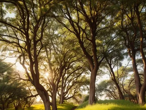 acacia forest with the appearance of dense branches and twigs during the day.,treeline,olive grove,gum trees,tree grove,tree lined,tree canopy,eucalypts,sunbeams,copses,forest glade,green trees,golden