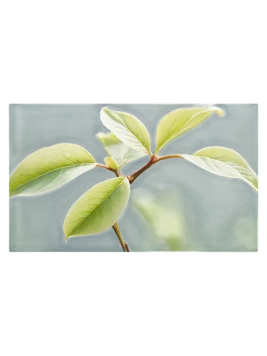 euonymus,rhamnus,amelanchier lamarckii,erythroxylum,amelanchier,toxicodendron,ligustrum,liriodendron,cercocarpus,photinia,leaved,syzygium,lonicera,zanthoxylum,serviceberry,lithocarpus,narrowleaf,eckelberry,ornamental shrub,pollarded willow,Art,Artistic Painting,Artistic Painting 07