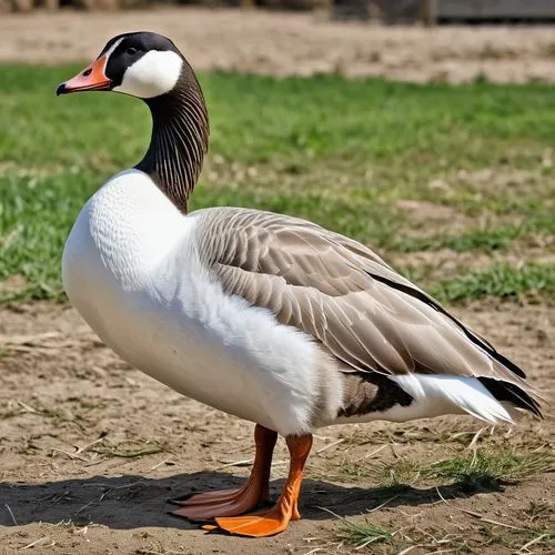 galliformes,gooseander,canadian goose,nile goose,cayuga duck,greylag goose,tula fighting goose,goose,canada goose,shelduck,a pair of geese,platycercus,australian shelduck,snow goose,female duck,st martin's day goose,pelecanus onocrotalus,easter goose,brahminy duck,young goose,Photography,General,Realistic