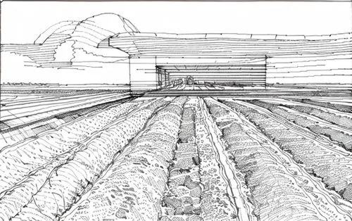 furrows,leek greenhouse,vegetable field,sugar beet,agroculture,vegetables landscape,field cultivation,stock farming,straw roofing,aggriculture,agricultural,furrow,stubble field,irrigation,agriculture,