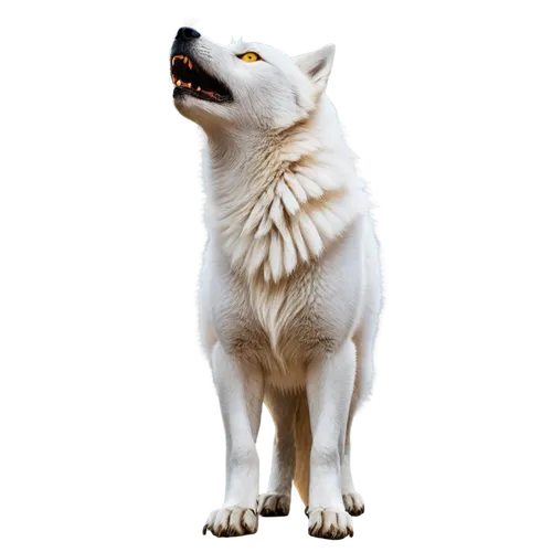 atka,howling wolf,white dog,white wolves,white fox,samoyedic,wolfed,graywolf,european wolf,wolf,wolfdog,wolpaw,howl,wolfsangel,inu,wolffian,samoyed,malamutes,huskie,gray wolf,Illustration,Abstract Fantasy,Abstract Fantasy 03