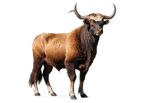 gnu,aurochs,bos taurus,cervus elaphus,wildebeest,hartebeest,watusi cow,mountain cow,zebu,anthracoceros coronatus,yak,alpine cow,elk bull,oxpecker,texas longhorn,deer bull,oxen,horoscope taurus,bull,taurus,Art,Classical Oil Painting,Classical Oil Painting 40