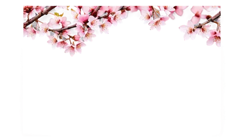 pink floral background,japanese floral background,floral background,floral digital background,flowers png,flower background,japanese sakura background,floral silhouette frame,spring leaf background,sakura background,paper flower background,flowers frame,flower wall en,flower frame,flower border frame,espalier,floral mockup,frame flora,abstract air backdrop,transparent background,Illustration,Black and White,Black and White 09