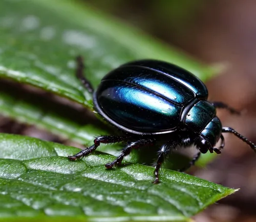 leaf beetle,forest beetle,brush beetle,garden leaf beetle,coleoptera,atala,flea beetle,chrysops,japanese beetle,jewel beetles,dung beetle,ground beetle,alligatorweed flea beetle,wood dung beetle,black beetle,rose beetle,elephant beetle,aurelia aurita,beetle,anoplotrupes stercorosus