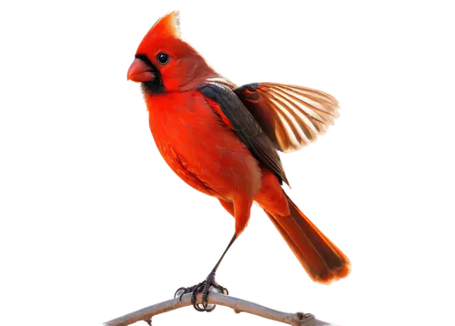 Cardinal bird, solo, male, bright red plumage, crest on head, black face mask, orange beak, detailed eyes, perched, wings slightly spread, morning sunlight, 3/4 composition, shallow depth of field, wa