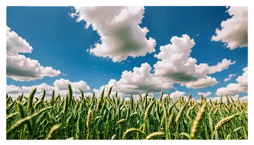 wheat crops,windows wallpaper,grain field panorama,wheat germ grass,triticale,nature background,cropland,field of cereals,landscape background,wheatfield,cornfield,wheat fields,wheat field,cloud image,crops,corn field,arable,farm background,wheat grasses,agrochemicals,Conceptual Art,Fantasy,Fantasy 26