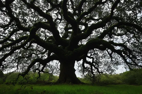 Compose a spooky short story set near an ancient acorn oak, rumored to be haunted by restless spirits.,california live oak,old gnarled oak,oak tree,black oak,oregon white oak,silver oak,old tree,calif