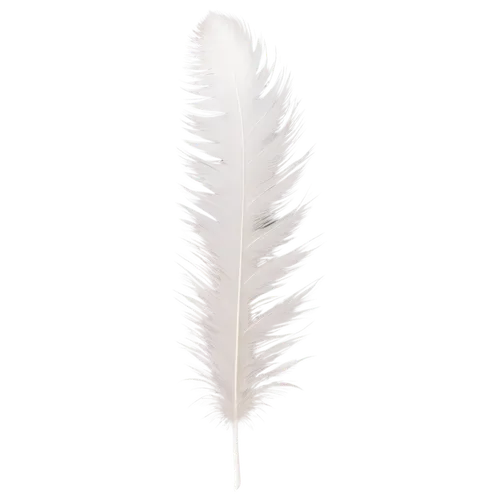 Single feather, white, fluffy, soft texture, delicate shape, slightly curved, translucent, isolated on transparent background, macro shot, high contrast, dramatic lighting, shallow depth of field.,whi