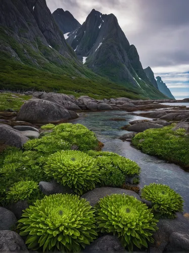 norway coast,northern norway,nordland,lofoten,norway island,green landscape,aaa,coastal landscape,natural landscape,landscape background,moss saxifrage,eastern iceland,green trees with water,nature landscape,scandinavia,fjord,mountain pasture,norway,fjords,karst landscape,Illustration,Retro,Retro 24