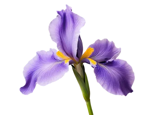 flowers png,purple flower,tulipan violet,flower purple,purple tulip,african lily,lavender flower,purple irises,violet tulip,dwarf iris,irises,the lavender flower,purple parrot tulip,iris,flower wallpaper,violet flowers,purple crocus,violette,blu flower,flower background,Illustration,Paper based,Paper Based 10