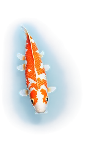 koi,koi fish,koi carps,swordtail,salmonid,sanma,arowanas,hawkfish,squirrelfish,koi pond,small fish,snapfish,glassfish,guardfish,salmonidae,arowana,wrasse,etheostoma,killifish,goatfish,Illustration,Realistic Fantasy,Realistic Fantasy 45