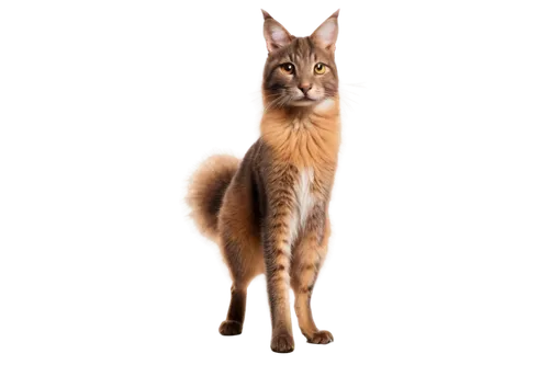 Furry burra animal, Australian outback, fluffy fur, pointed ears, whiskers, brown eyes, bushy tail, standing on hind legs, curious expression, warm sunlight, shallow depth of field, soft focus, natura