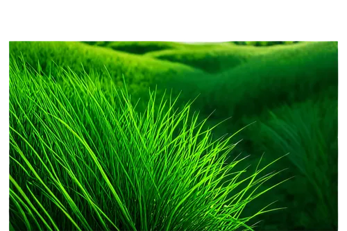 green wheat,green grain,green landscape,wheatgrass,wheat grass,green wallpaper,green fields,gras,ricefield,green grass,long grass,green meadow,cordgrass,green,block of grass,grasslike,greenness,paddy field,green background,greenfeld,Illustration,Black and White,Black and White 27