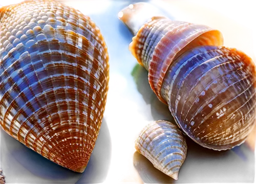 marine gastropods,snail shells,calliostoma,snail shell,micromollusks,micromolluscs,banded snail,gastropods,blue sea shell pattern,micromollusc,shells,mollusks,sea snail,pleopods,molluscan,molluscs,bivalve,shelled gastropod,sea shell,seashells,Photography,Documentary Photography,Documentary Photography 10