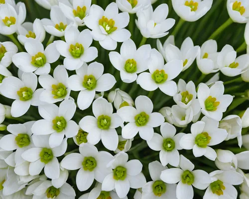 Write a poem capturing the delicate elegance of ornithogalum's white petals.,white flowers,candytuft,white daisies,alyssum,evergreen candytuft,lilly of the valley,saxifragales,stitchwort,small flowers