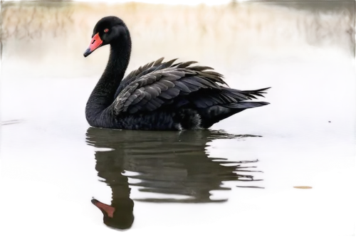 black swan,mourning swan,canada goose,rallidae,canadian goose,blackduck,water fowl,melanistic,fulica,alcidae,greylag goose,branta,wildfowl,cracidae,anatidae,nile goose,gooseander,flamininus,swansong,waterfowl,Art,Artistic Painting,Artistic Painting 47