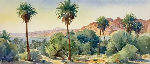 watercolor palm trees,desert landscape,desert desert landscape,two palms,joshua trees,desert plants,desert palm,mesquite flats,date palms,yucca,sonoran desert,joshua tree national park,palm springs,mojave desert,yucca palm,sonoran,palms,royal palms,palm pasture,desert plant,Photography,Documentary Photography,Documentary Photography 36