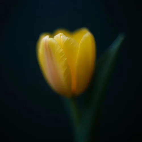 yellow orange tulip,tulip,tulip blossom,tulp,yellow tulips,tulipa,Photography,Documentary Photography,Documentary Photography 09