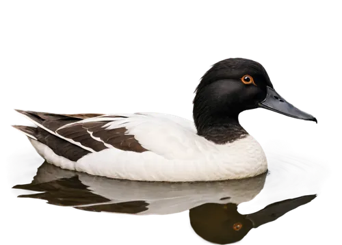 black duck, white duck, swimming, rippled water, feathers detailed, beak shiny, eyes bright, webbed feet, natural habitat, soft focus, warm lighting, 3/4 composition, shallow depth of field.,a white d