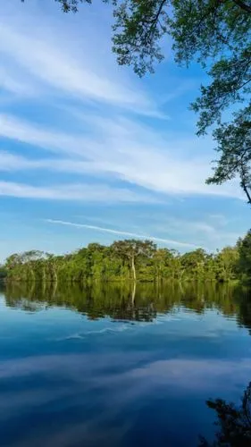 eastern mangroves,lagoa rodrigo de freitas,mangroves,background view nature,aaa,green trees with water,alligator lake,lake victoria,calm water,river nile,beautiful lake,botswana,mozambique,river lands