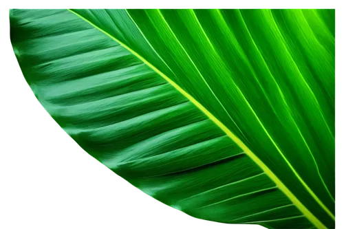 tropical leaf,tropical leaf pattern,coconut leaf,banana leaf,palm leaf,jungle leaf,palm leaves,monstera,oleaceae,banana leaf rice,palm fronds,mape leaf,cycad,fan leaf,jungle drum leaves,fern leaf,leaf structure,foliage leaf,leaf background,green leaf,Art,Classical Oil Painting,Classical Oil Painting 04