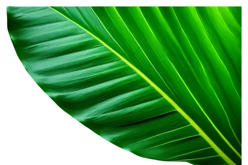 Large banana leaf, bright green color, wavy edges, thick veins, glossy surface, natural texture, soft focus, shallow depth of field, warm lighting, 3/4 composition, solo, realistic, HD details.,tropic