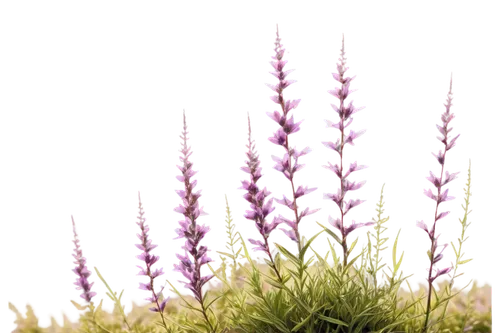 lavandula,lavender flower,lavender flowers,the lavender flower,stylidium,lavenders,lavendar,lavender oil,lavender cultivation,liatris,lavander,vervain,menziesii,linaria,purple fountain grass,lupinus,calluna,muscari armeniacum,lupines,agastache,Illustration,Retro,Retro 25