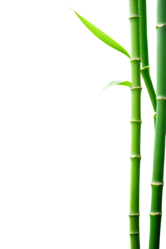 Single bamboo stick, solitary, slender, green, smooth surface, node patterns, gentle curvature, subtle texture, morning dew, soft natural light, 3/4 composition, shallow depth of field, warm color ton