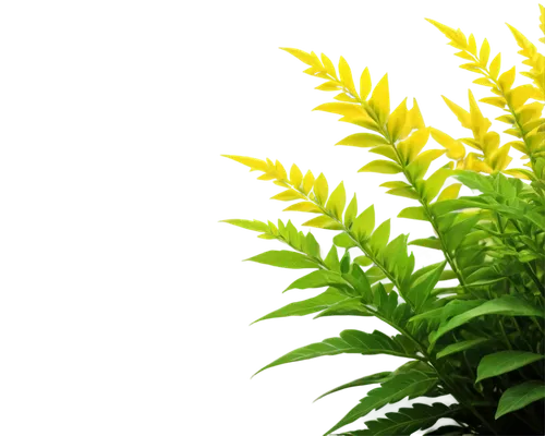 solidago,pineapple lily,citronella,green wallpaper,grass fronds,goldenrod,spring leaf background,lemongrass,halophyte,wakefern,garbarnia,aromatic plant,fern plant,sweet grass plant,repnin,lomandra,loosestrife,lemon background,late goldenrod,pineapple lilies,Art,Classical Oil Painting,Classical Oil Painting 31