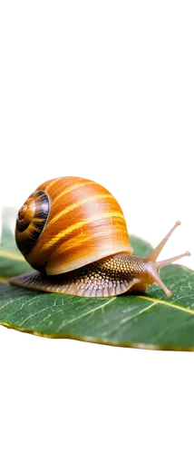 achatinella,banded snail,garden snail,land snail,snail shell,springsnail,snail,shelled gastropod,pupal,caracol,adelidae,solariellidae,gastropoda,pectinidae,acorn leaf,lensbaby,sri lanka,spinning top,macro photography,shell,Unique,Paper Cuts,Paper Cuts 07