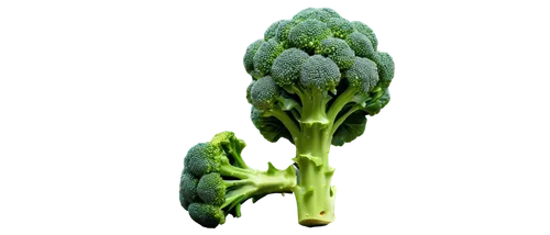 brassica,brassica oleracea var,celtuce,broccoflower,green asparagus,asparagus,broccoli,brassica rapa,prussian asparagus,pak-choi,a vegetable,fiddlehead fern,vegetable,rapini,brocoli broccolli,cruciferous vegetables,green dragon vegetable,bud,brussels sprouts,nopal,Photography,Documentary Photography,Documentary Photography 34