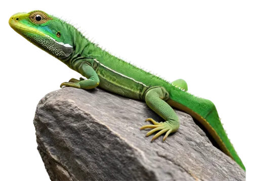 green crested lizard,day gecko,emerald lizard,green lizard,european green lizard,ring-tailed iguana,eleutherodactylus,carolina anole,malagasy taggecko,iguanidae,patrol,collared lizard,green iguana,cyclura nubila, anole,anole,wonder gecko,pacific treefrog,eastern water dragon lizard,side-blotched lizards,Illustration,Black and White,Black and White 29