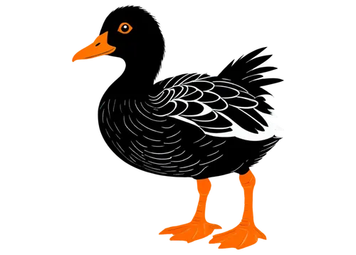 cayuga duck,brahminy duck,ornamental duck,american black duck,shelduck,female duck,australian shelduck,platycercus,american coot,galliformes,duck,duck bird,araucana,duck outline,landfowl,gooseander,greylag goose,coot,gallinacé,fowl,Illustration,Black and White,Black and White 15