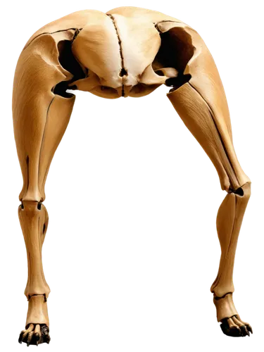 skeletal,human skeleton,skeleton,osteological,osteoporotic,bone,pliocene,palaeopropithecus,osteomalacia,anatomidae,osteopenia,skeletal structure,lion's skeleton,osteopath,musculoskeletal,osteitis,psoas,anteroposterior,quadruped,pelvis,Illustration,Abstract Fantasy,Abstract Fantasy 14