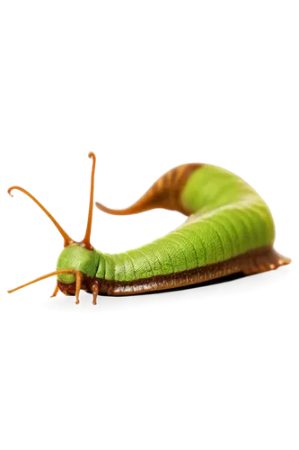 pea,pellworm,patrol,waxworm,centipede,worm apple,peperoncini,nepenthes,maguey worm,worm,noorderleech,cardamon pods,pea pod,snap pea,mantis,schisandraceae,slug,cutworms,caterpillar,silkworm,Photography,Documentary Photography,Documentary Photography 06