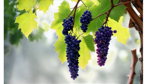 Grape vines, lush green leaves, twisted woody stems, purple grapes clustered, warm sunlight filtering through, 3/4 composition, shallow depth of field, cinematic lighting, soft focus, natural texture,