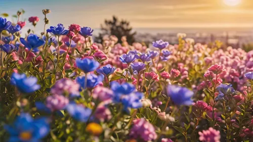 field of flowers,flowering meadow,flower field,flowers field,sea of flowers,wildflowers,flower meadow,blooming field,flower background,meadow flowers,lupines,blanket of flowers,flower in sunset,colorful flowers,wildflower meadow,spring background,clover meadow,floral digital background,springtime background,summer meadow,Photography,General,Commercial