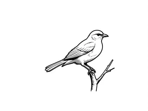 a bird perched on top of a tree nch,luginbill,bird illustration,bird drawing,bird png,line art birds,white dove,Design Sketch,Design Sketch,Rough Outline