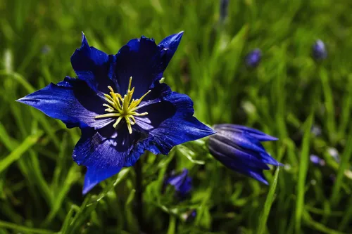 gentiana,iris reticulata,iris versicolor,flax-leaved tulip,iris japonica,cyanus cornflower,gentians,blue flower,trumpet gentian,blue petals,wild iris,gentian family,himilayan blue poppy,gentian,algerian iris,closed blue gentian,cornflower,blue eyed grass,siberian squill,tulipan violet,Photography,Artistic Photography,Artistic Photography 10