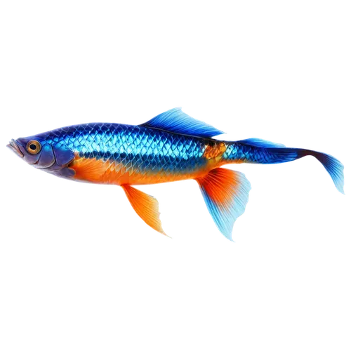 blue stripe fish,zebrafish,cychropsis,rasbora,swordtail,killifish,ornamental fish,blue fish,kokanee,mosquitofish,oreochromis,fundulus,microlepis,haplochromis,etheostoma,pikeminnow,danio,freshwater fish,gourami,diamond tetra,Illustration,Japanese style,Japanese Style 18