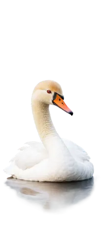 gwe,swan,gooseander,bird png,trumpeter swan,swan on the lake,trumpet of the swan,mute swan,seagull,water bird,nile goose,snow goose,gullfaks,the head of the swan,young swan,white swan,swanning,goose,whitelocke,duck,Art,Artistic Painting,Artistic Painting 21