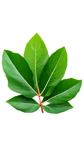 leaf background,spring leaf background,green wallpaper,green leaf,tree leaf,lotus leaf,mape leaf,leaf green,magnolia leaf,tropical leaf,patrol,green background,custody leaf,nature background,bigleaf,green leaves,eco,walnut leaf,fan leaf,ecolabel,Art,Classical Oil Painting,Classical Oil Painting 10