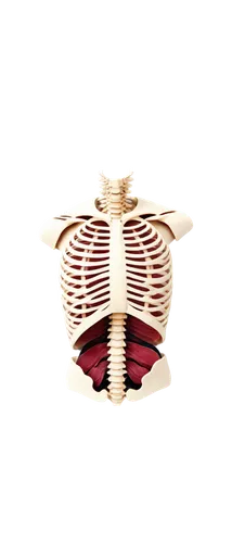 rib cage,pilgrim shell,ribcage,tealight,diaphragm,stator,3d object,plethysmograph,human heart,intervertebral,tavr,breastbone,3d render,mediastinum,coronary artery,spine,incandescent lamp,aorta,3d model,aortic,Art,Artistic Painting,Artistic Painting 02