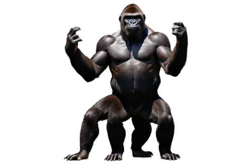 gorilla,gigantopithecus,apeman,shabani,macaque,palaeopropithecus,primate,ape,ardipithecus,jarawa,chimpanzee,silverback,monkey god,abhisheka,hominoid,simian,prosimian,baboon,australopithecus,derivable,Photography,Fashion Photography,Fashion Photography 14