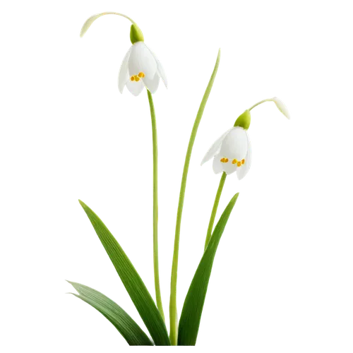 flowers png,lilies of the valley,lily of the valley,garden star of bethlehem,star of bethlehem,grass lily,lily of the field,lilly of the valley,sagittaria,grape-grass lily,easter lilies,grass blossom,flower background,jonquils,madonna lily,flower wallpaper,muguet,iridaceae,lily of the desert,blooming grass,Illustration,Japanese style,Japanese Style 08